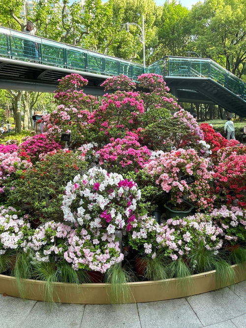 上海植物园地址,上海植物园地址门票