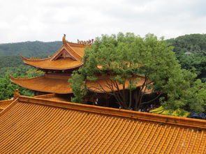 仙湖植物园弘法寺,仙湖植物园弘法寺开放时间