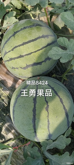 招水果装卸工5名,招水果装卸工5名,在龙泉这找个工作