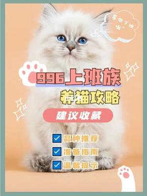 上班没时间养猫攻略游戏,上班没时间养什么狗